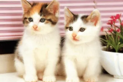 Cats