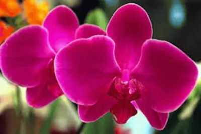 flores