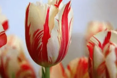 flores