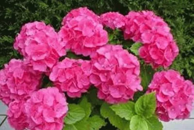 flores