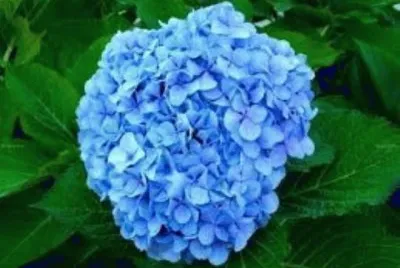 flores