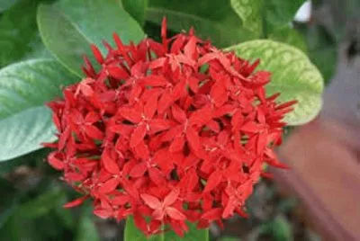 flores