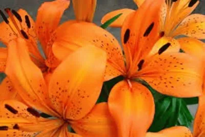 flores