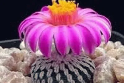 flores