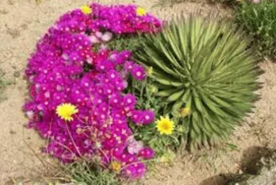 flores