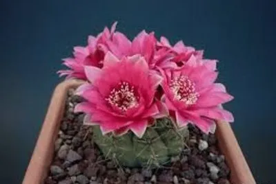 flores