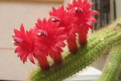 flores