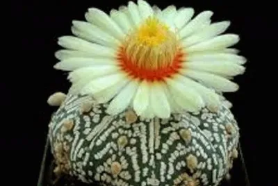 flores