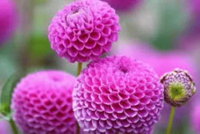 flores