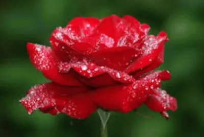 flores