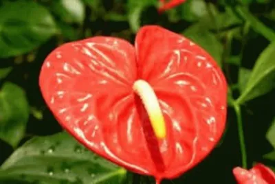 flores
