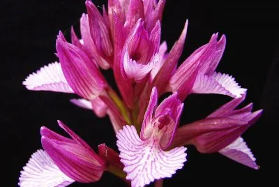 Orchis Papilionacea