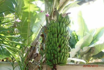 Cacho de Banana Nanica