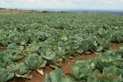Plantaçao de Repolho