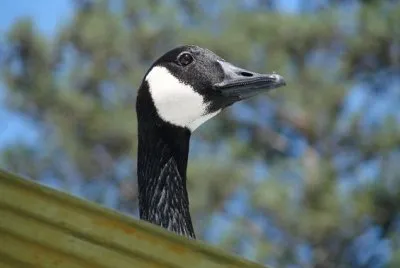 Goose