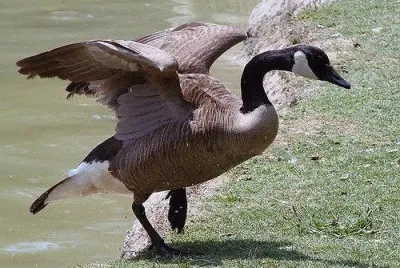 Goose