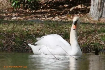 Swan
