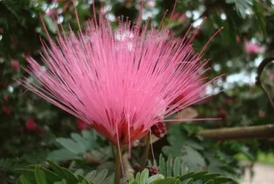 Mishitos