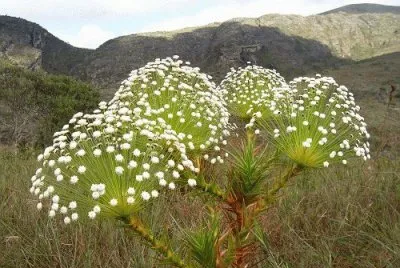 Flor rara