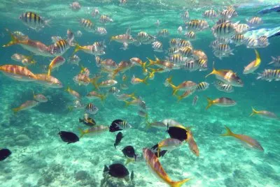 cardumen jigsaw puzzle