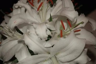 azucenas jigsaw puzzle