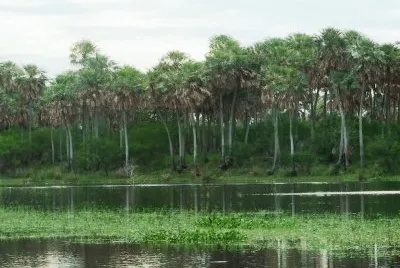 Estero en la Provincia de Chaco. Argentina