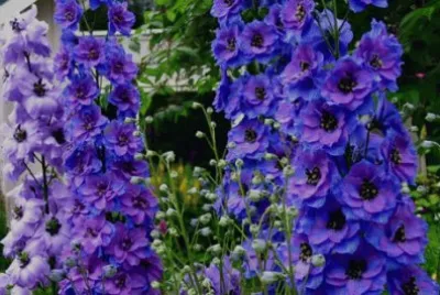 Vibrant Purple Delphiniums