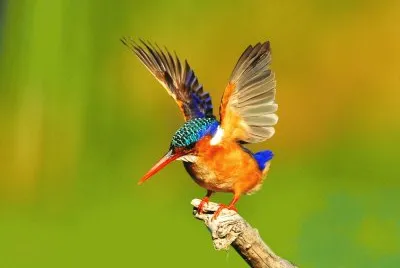 bird