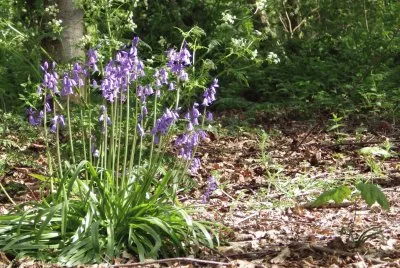 Bluebells