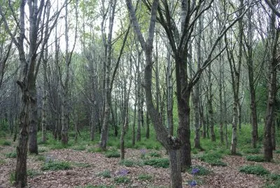 In the woods