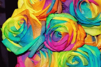 imagenes bonitas jigsaw puzzle