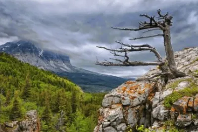 NATUREZA