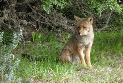 zorro fueguino jigsaw puzzle