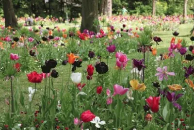 tulipanes jigsaw puzzle