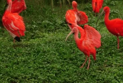 eudocimus ruber jigsaw puzzle