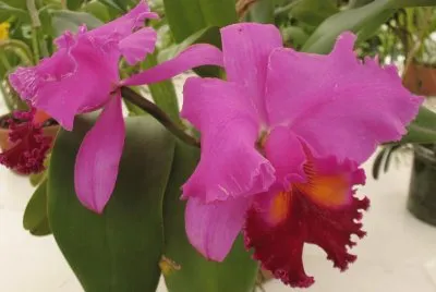 orquÃ­deas jigsaw puzzle