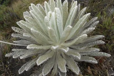 פאזל של FRAILEJON