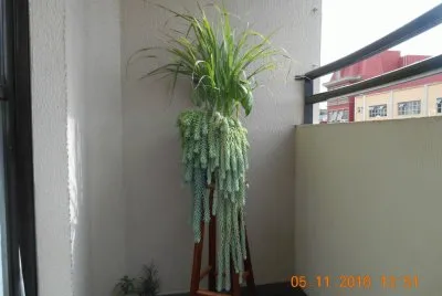 Dedo de Moça e Capim Cidreira