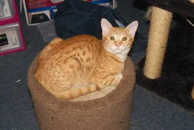 Kitty baby