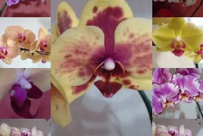 orquideas