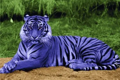 Purple Tiger in Amazon Rain Forest