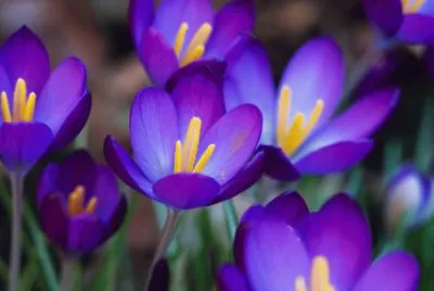 Gorgeous Purple Crocuses