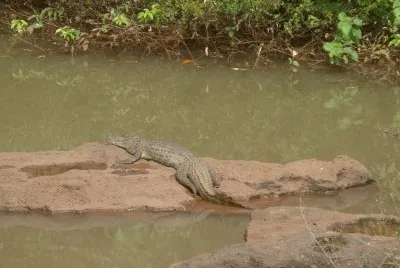 yacarÃ© overo jigsaw puzzle