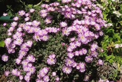 manto de venus jigsaw puzzle