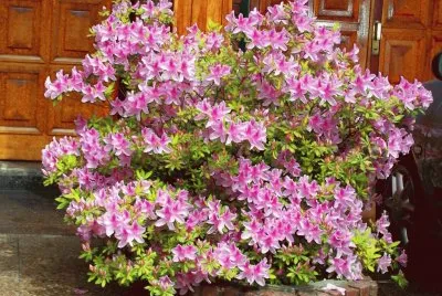 azalea jigsaw puzzle