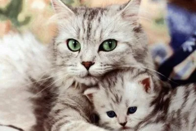mom#212