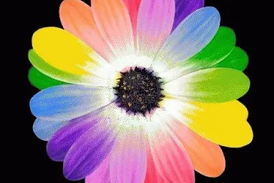 lily6