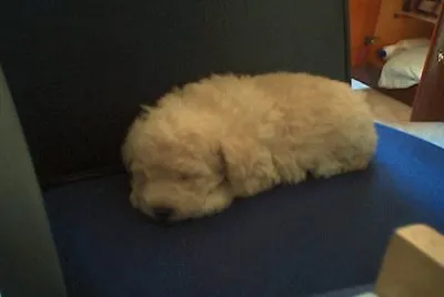 CÃ£ozinho dormindo
