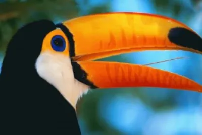 arara