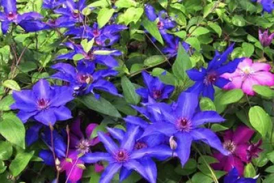 Beautiful Purple Clematis Garden